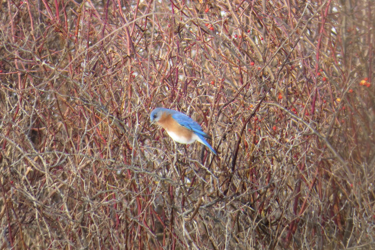 salašník modrý - ML647043855