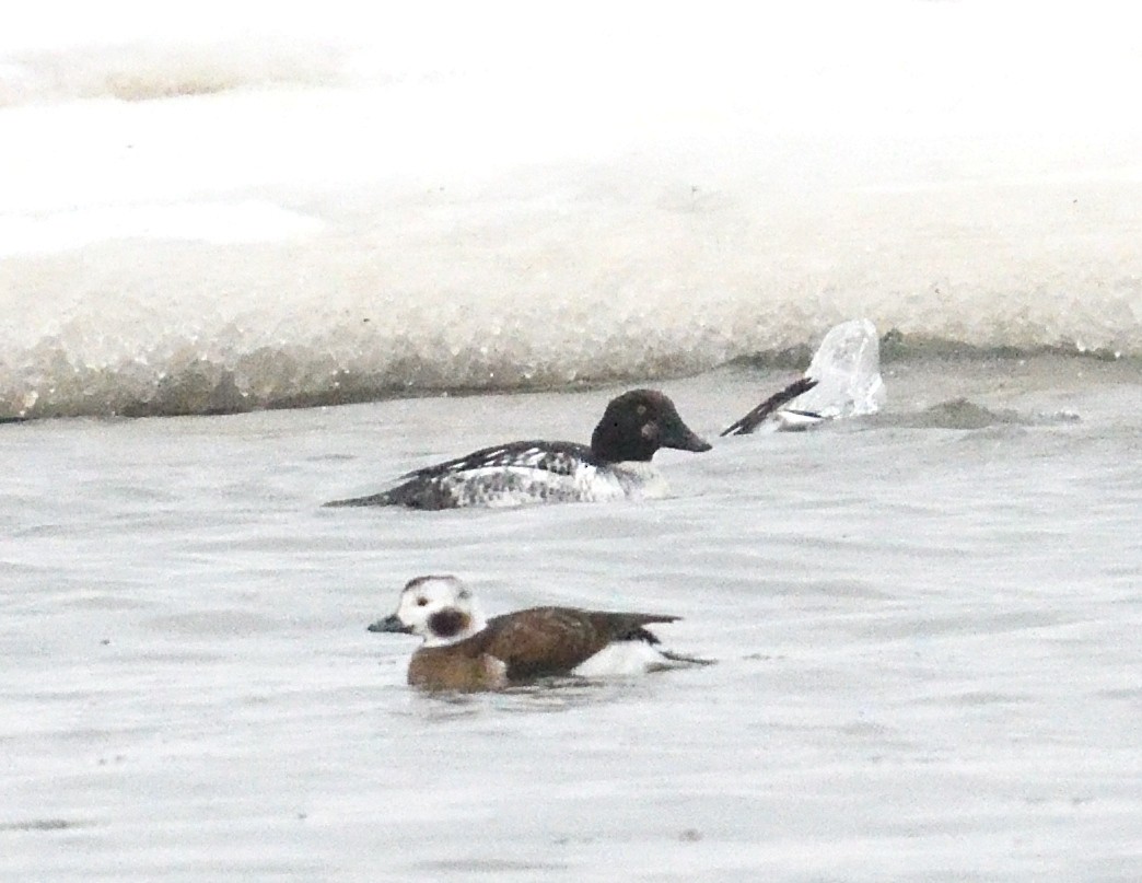 Common Goldeneye - ML647043857