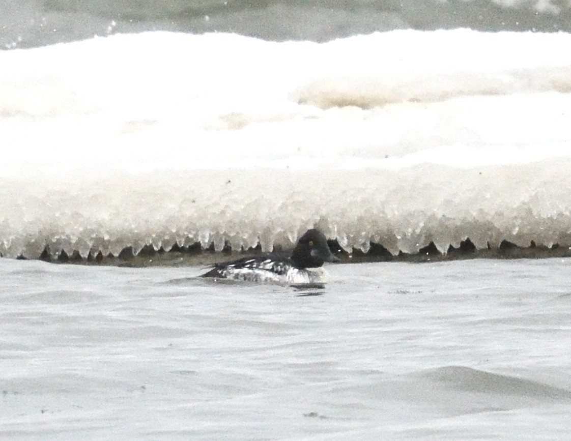 Common Goldeneye - ML647043858