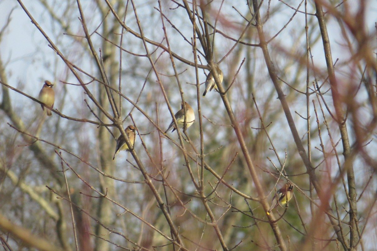 ヒメレンジャク - ML647043859