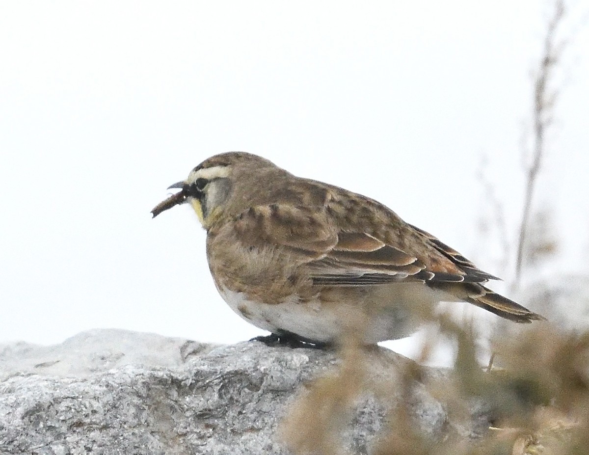 Horned Lark - ML647043866
