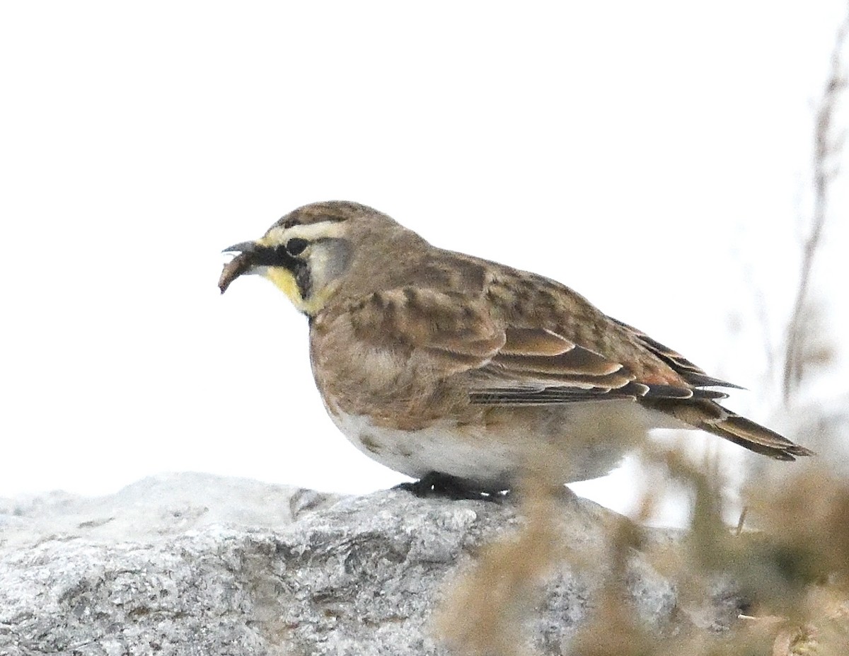 Horned Lark - ML647043867