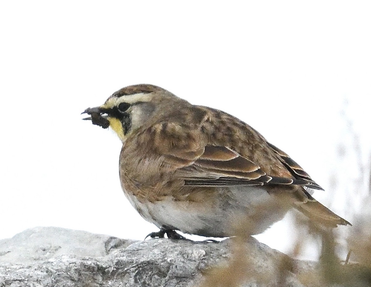 Horned Lark - ML647043868