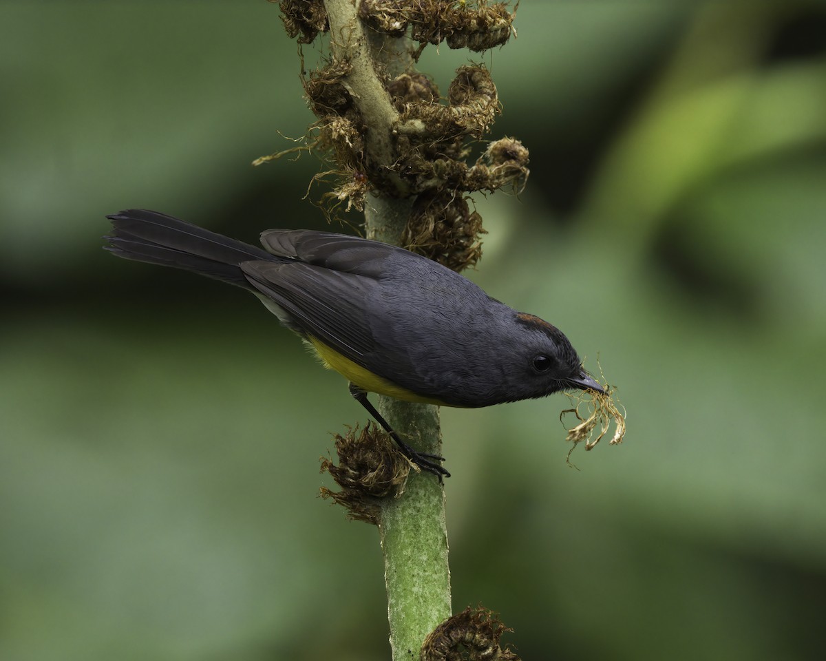 Slate-throated Redstart - ML647043871