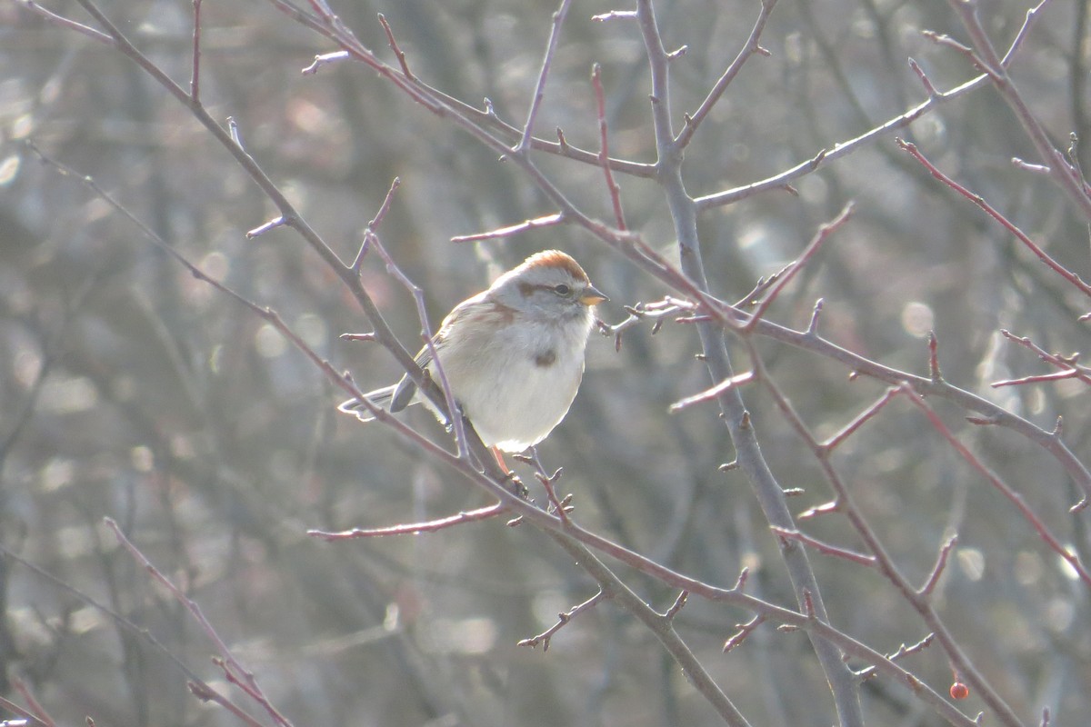 Hudson Körfezi Serçesi - ML647043872