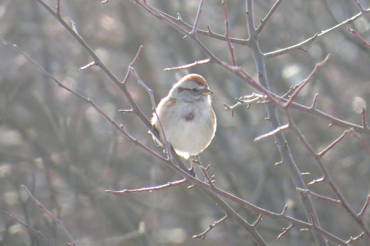 Hudson Körfezi Serçesi - ML647043873