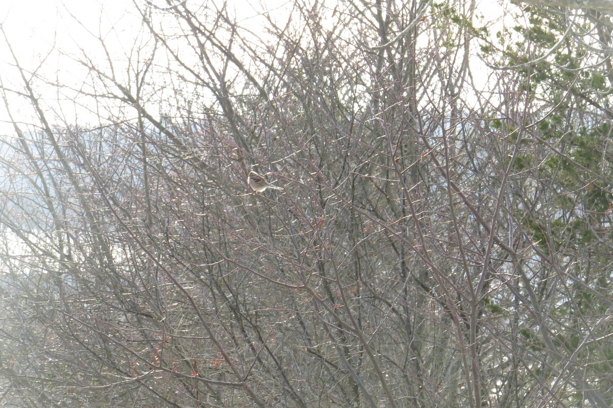 Hudson Körfezi Serçesi - ML647043874