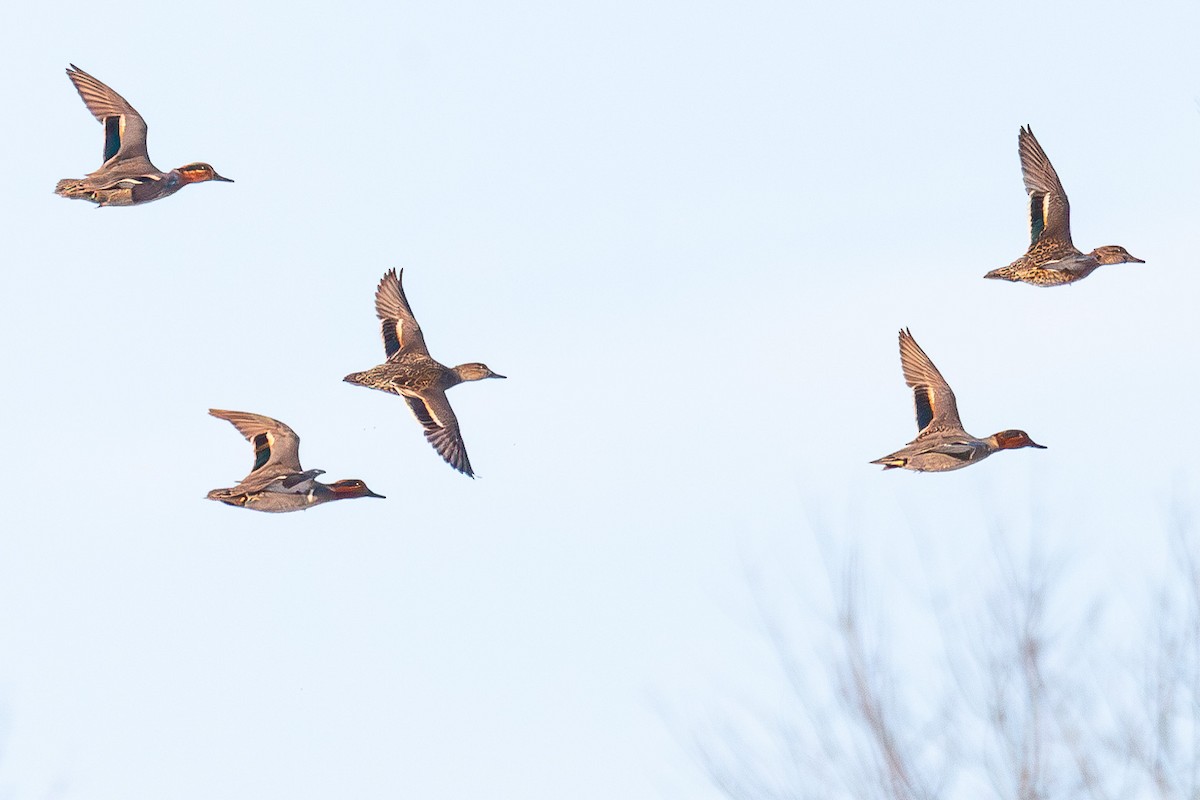 Green-winged Teal - ML647043878