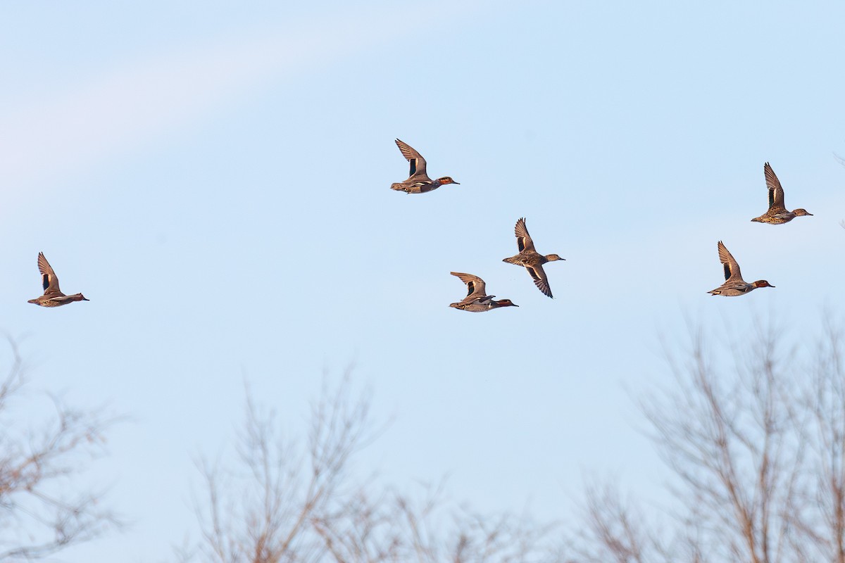 Green-winged Teal - ML647043879