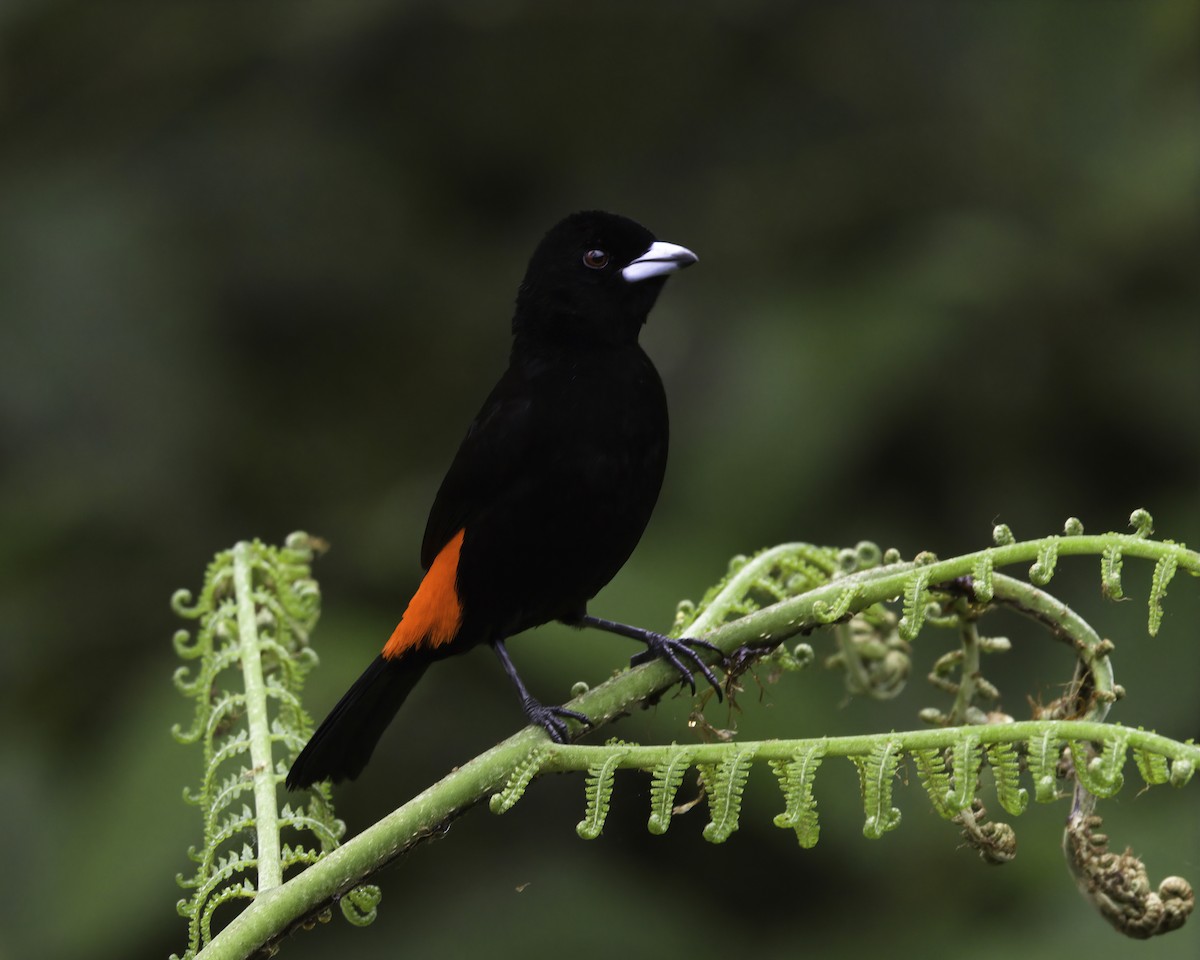 Scarlet-rumped Tanager - ML647043880
