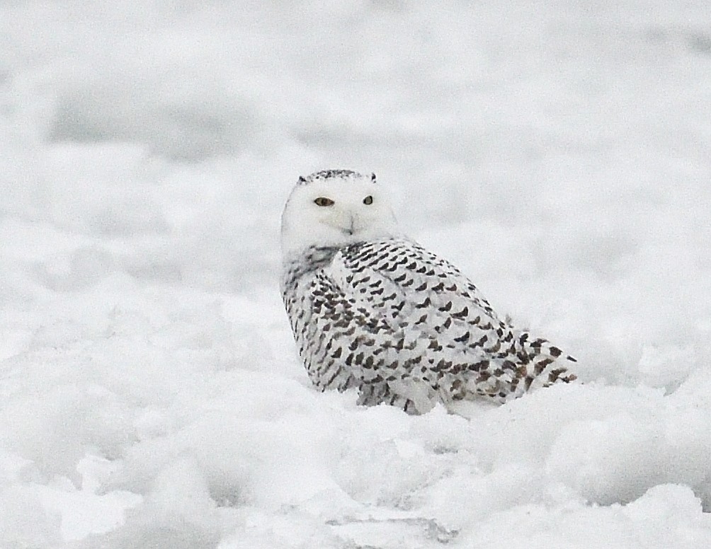 Snowy Owl - ML647043881