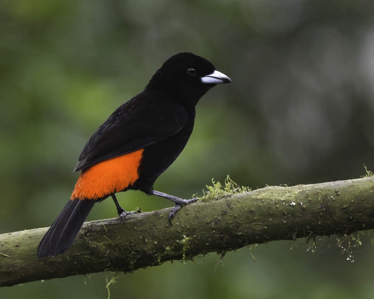 Scarlet-rumped Tanager - ML647043886