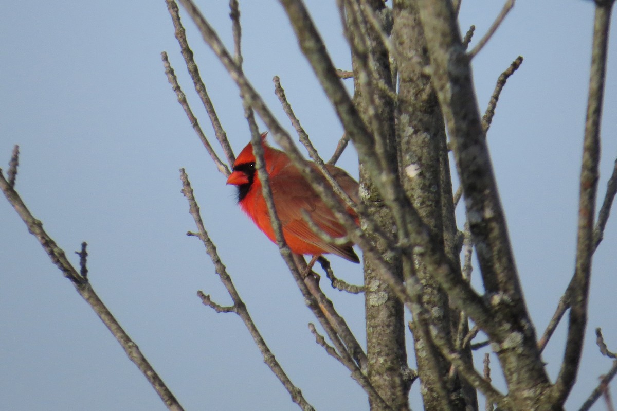 kardinál červený - ML647043889