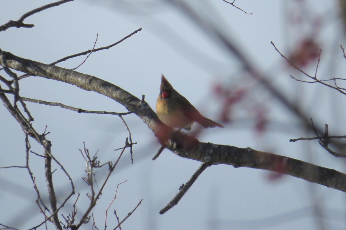 kardinál červený - ML647043891