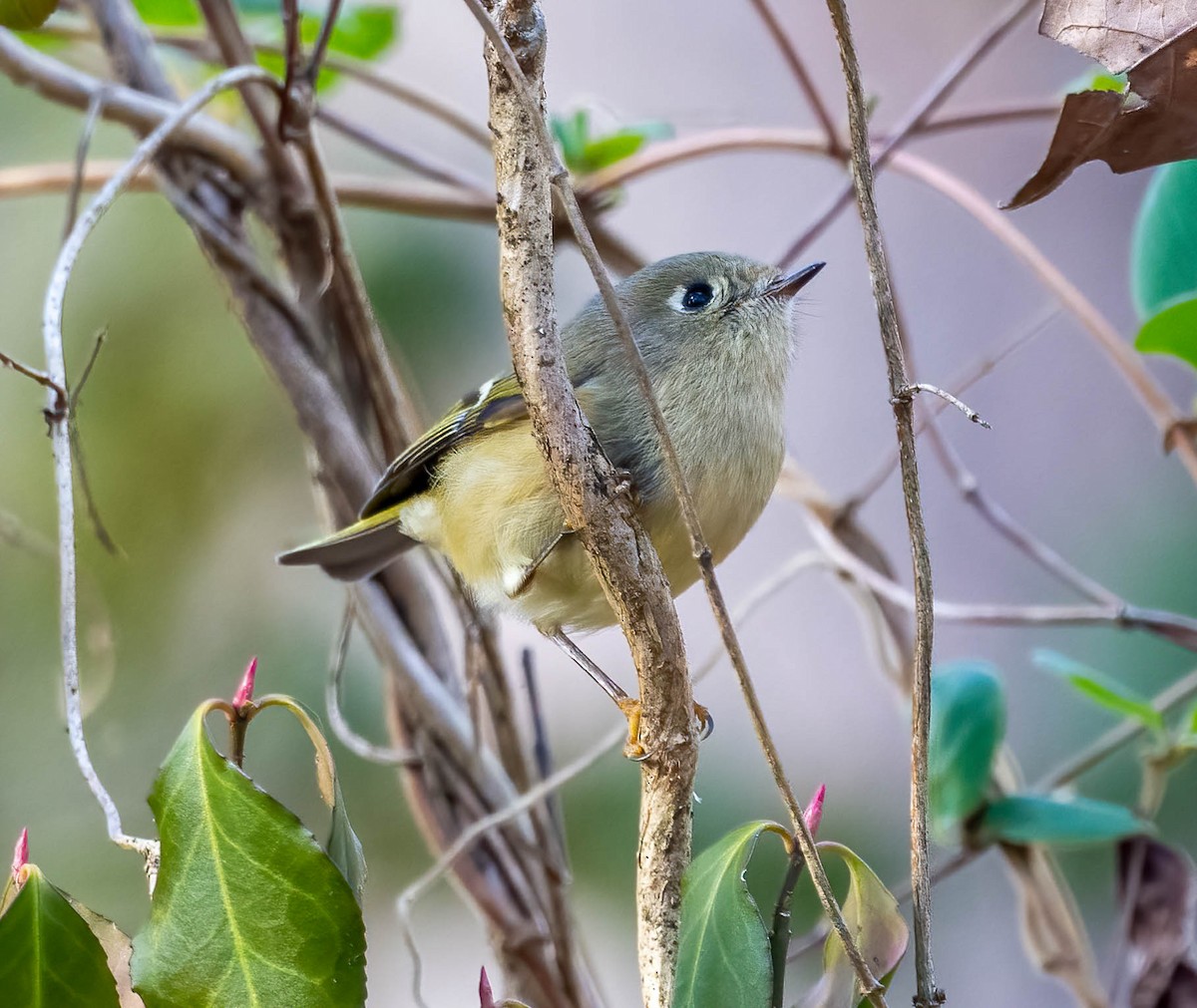 Ruby-crowned Kinglet - ML647043895