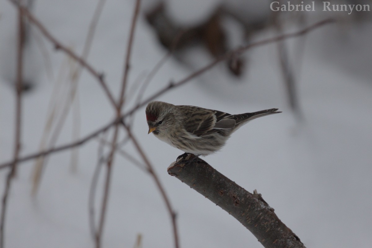 Redpoll - ML647043897