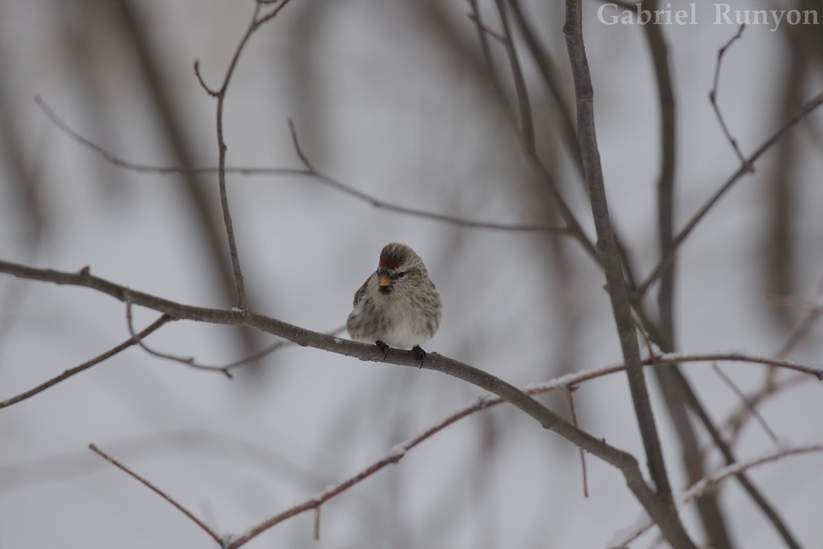 Redpoll - ML647043898