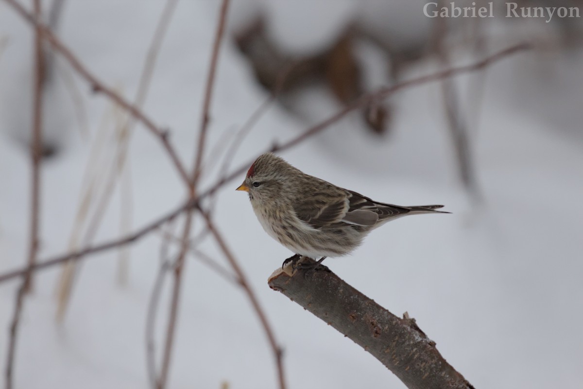 Redpoll - ML647043899