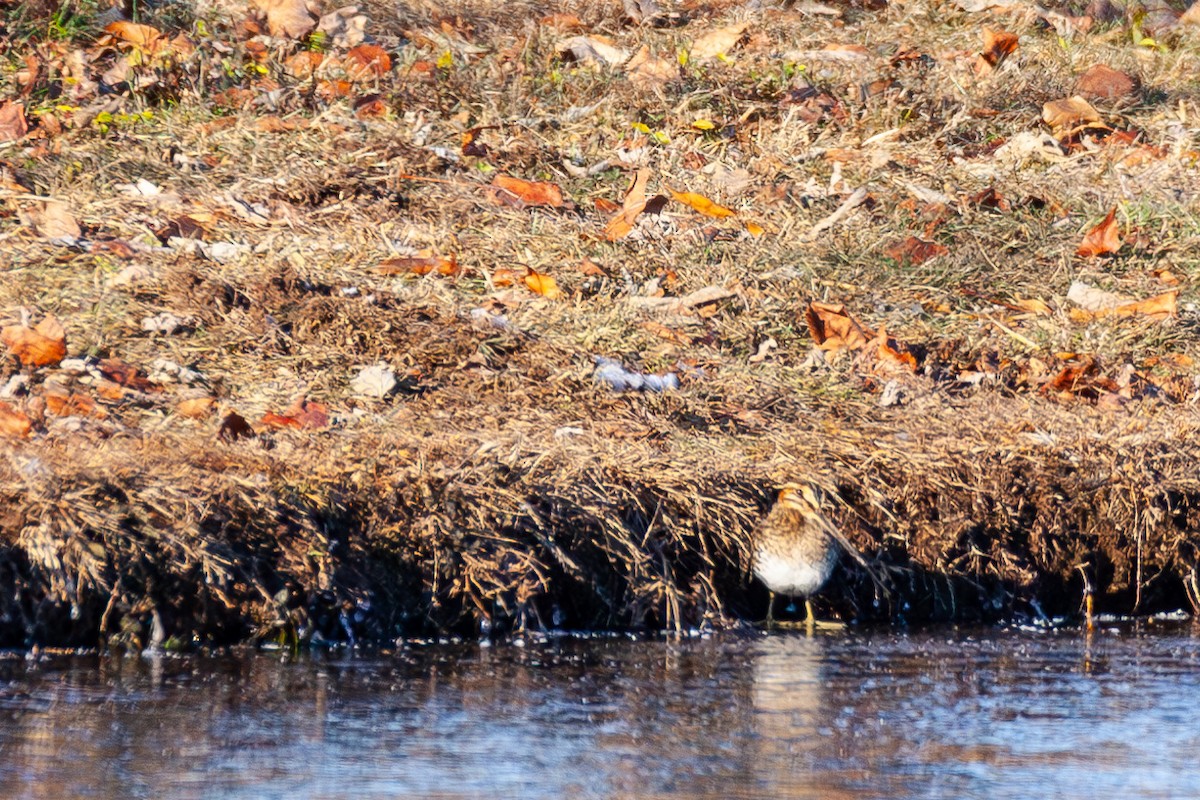 Wilson's Snipe - ML647043900