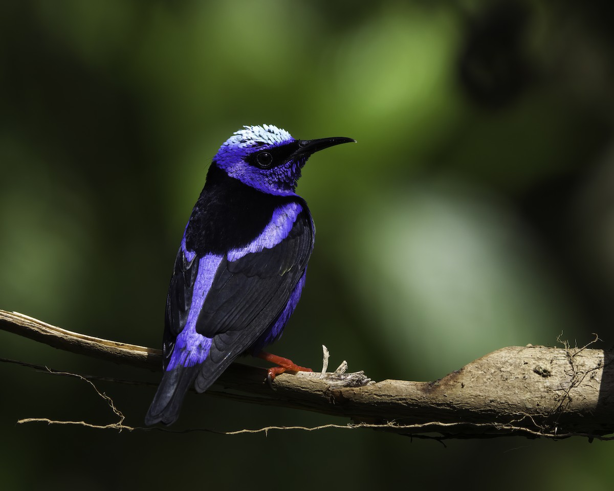 Red-legged Honeycreeper - ML647043903