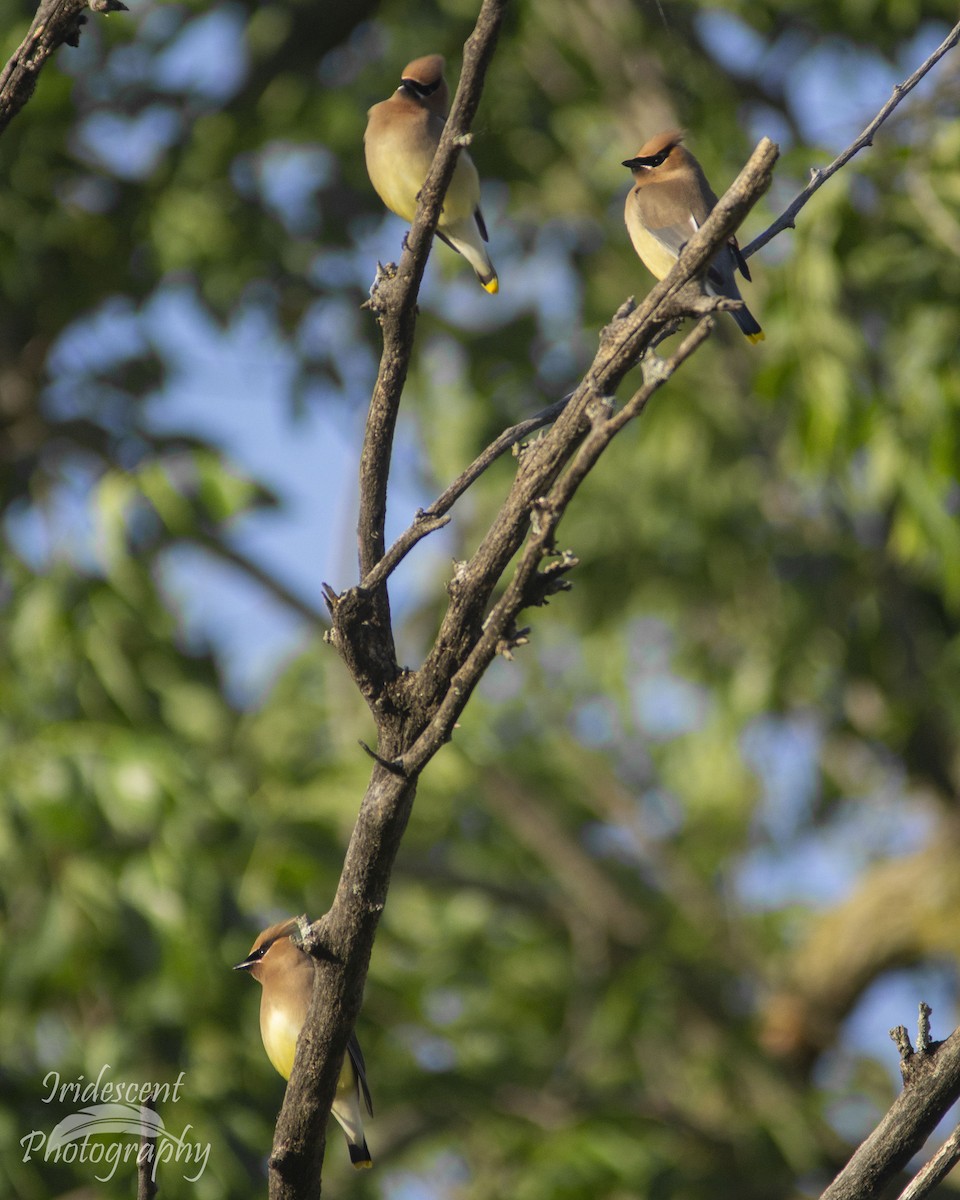 ヒメレンジャク - ML647043906