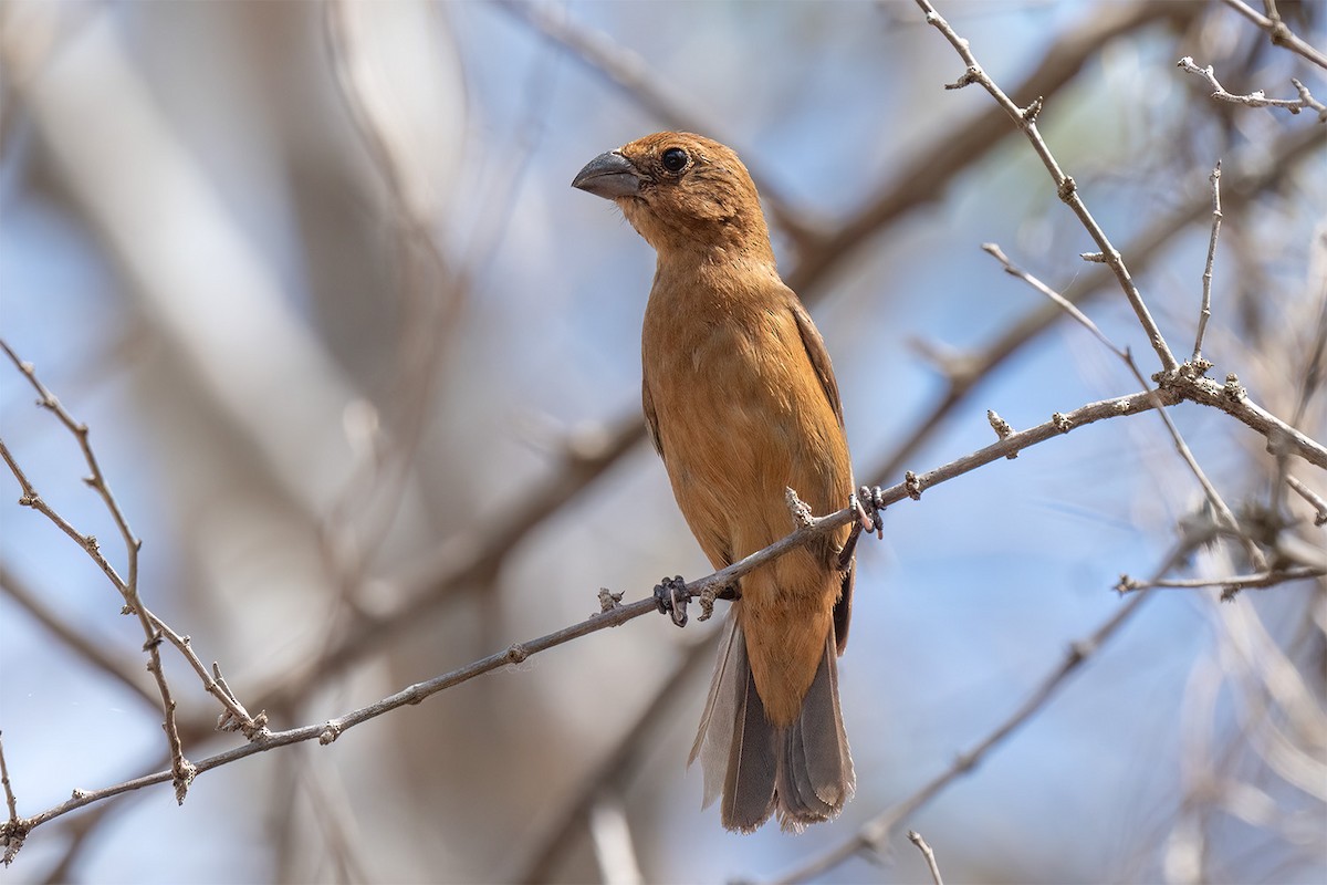 Blue Bunting - ML647043907