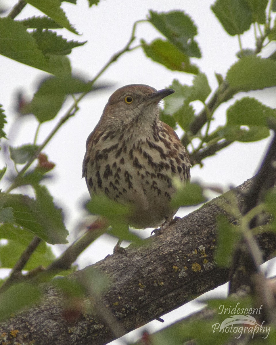Brown Thrasher - ML647043909