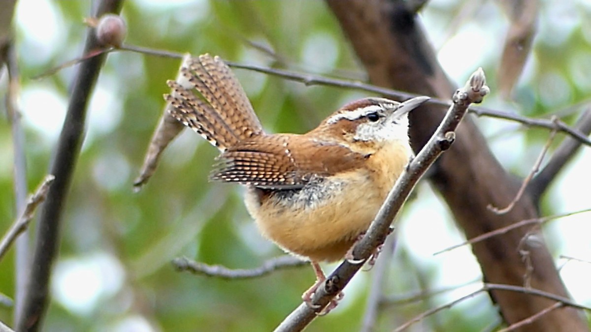 Carolina Wren - ML647043914