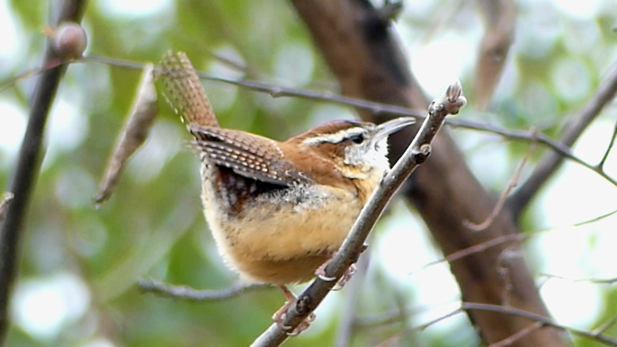 Carolina Wren - ML647043915