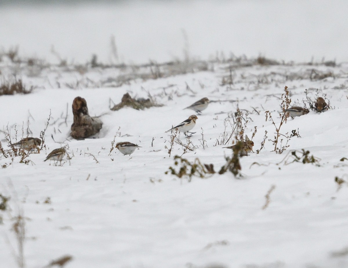Snow Bunting - ML647043916