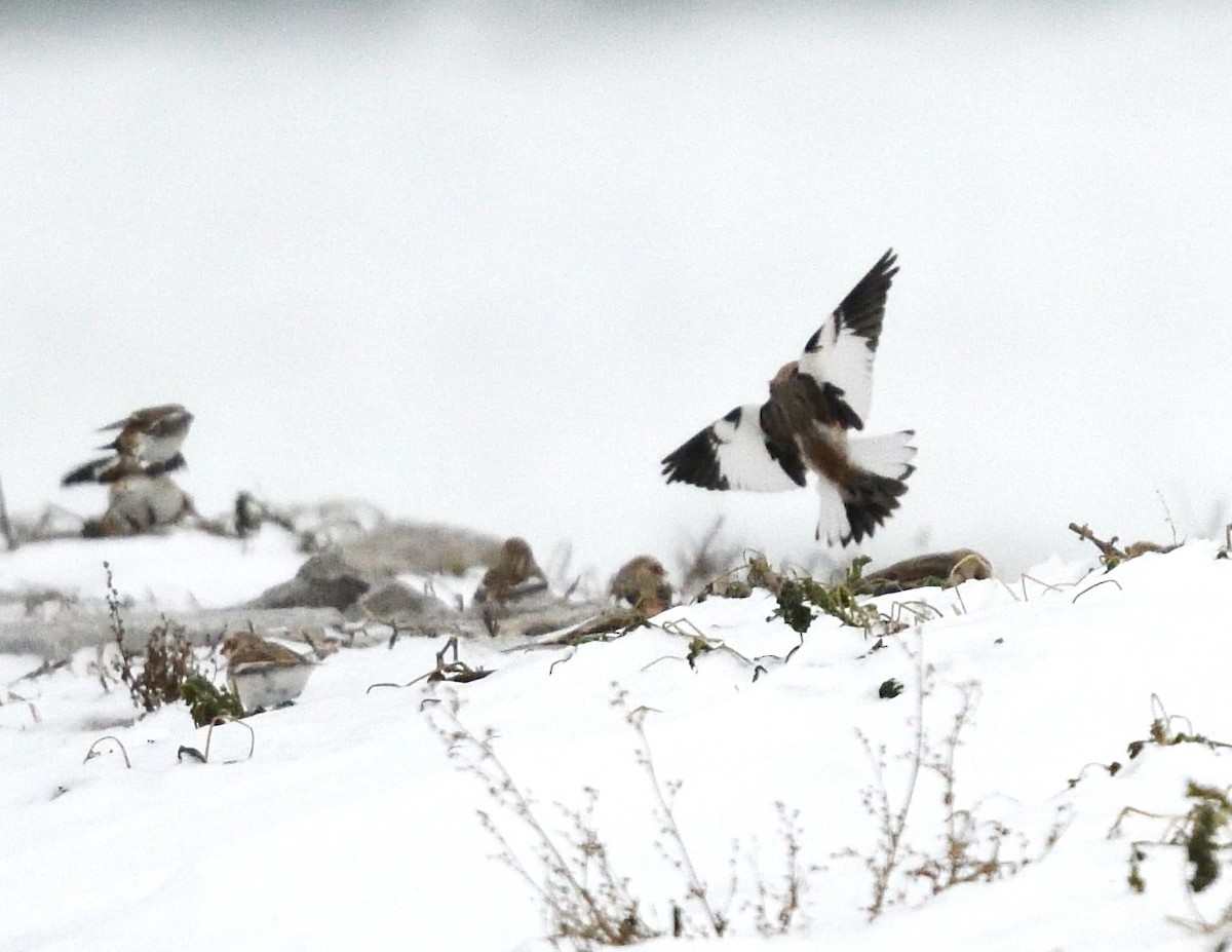 Snow Bunting - ML647043917