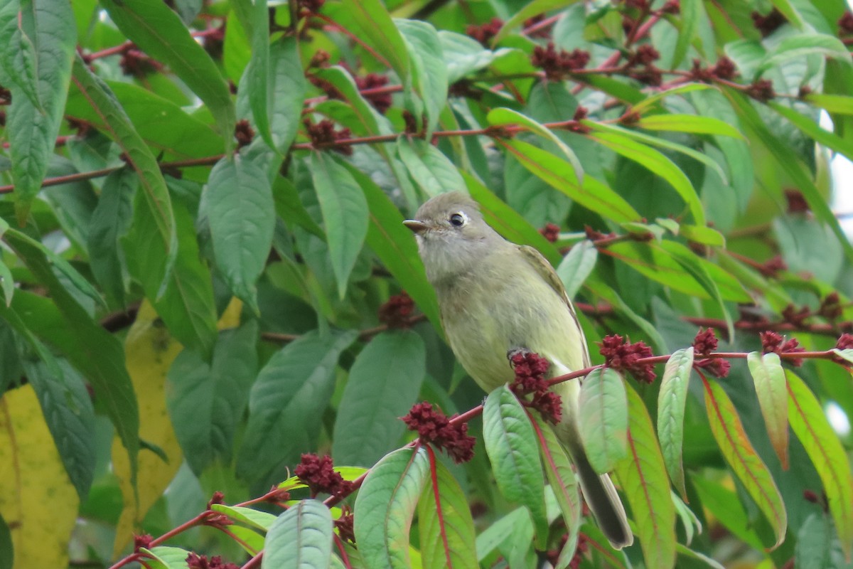 Hammond's Flycatcher - ML647043925