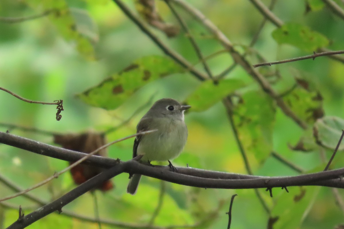 Hammond's Flycatcher - ML647043926