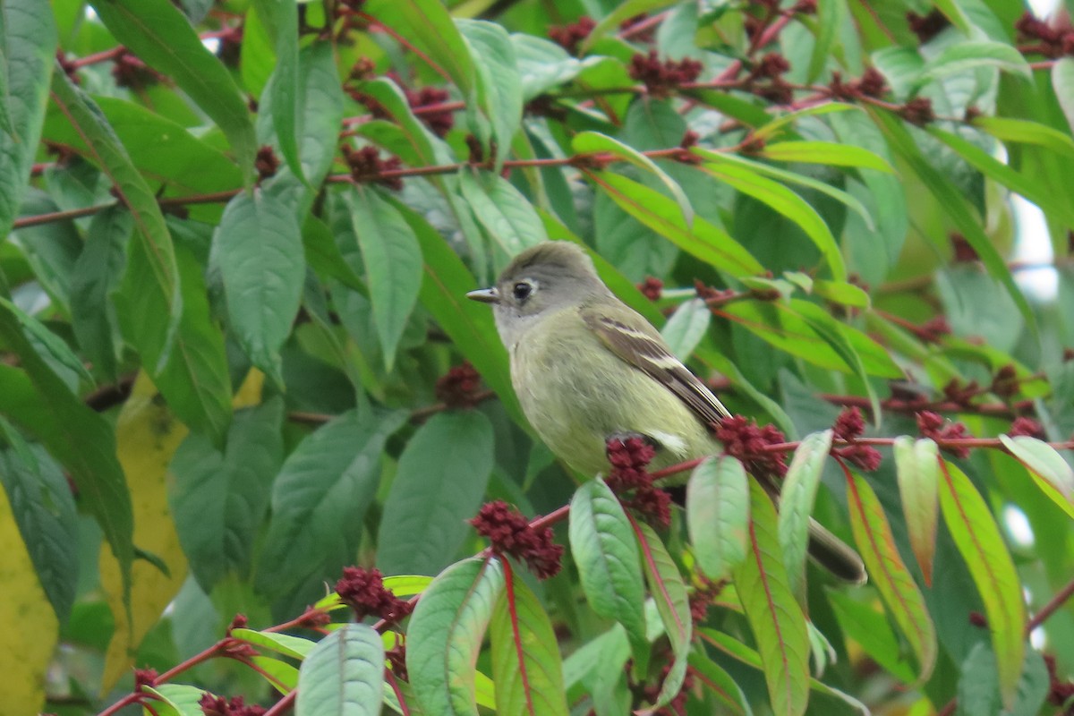Hammond's Flycatcher - ML647043927