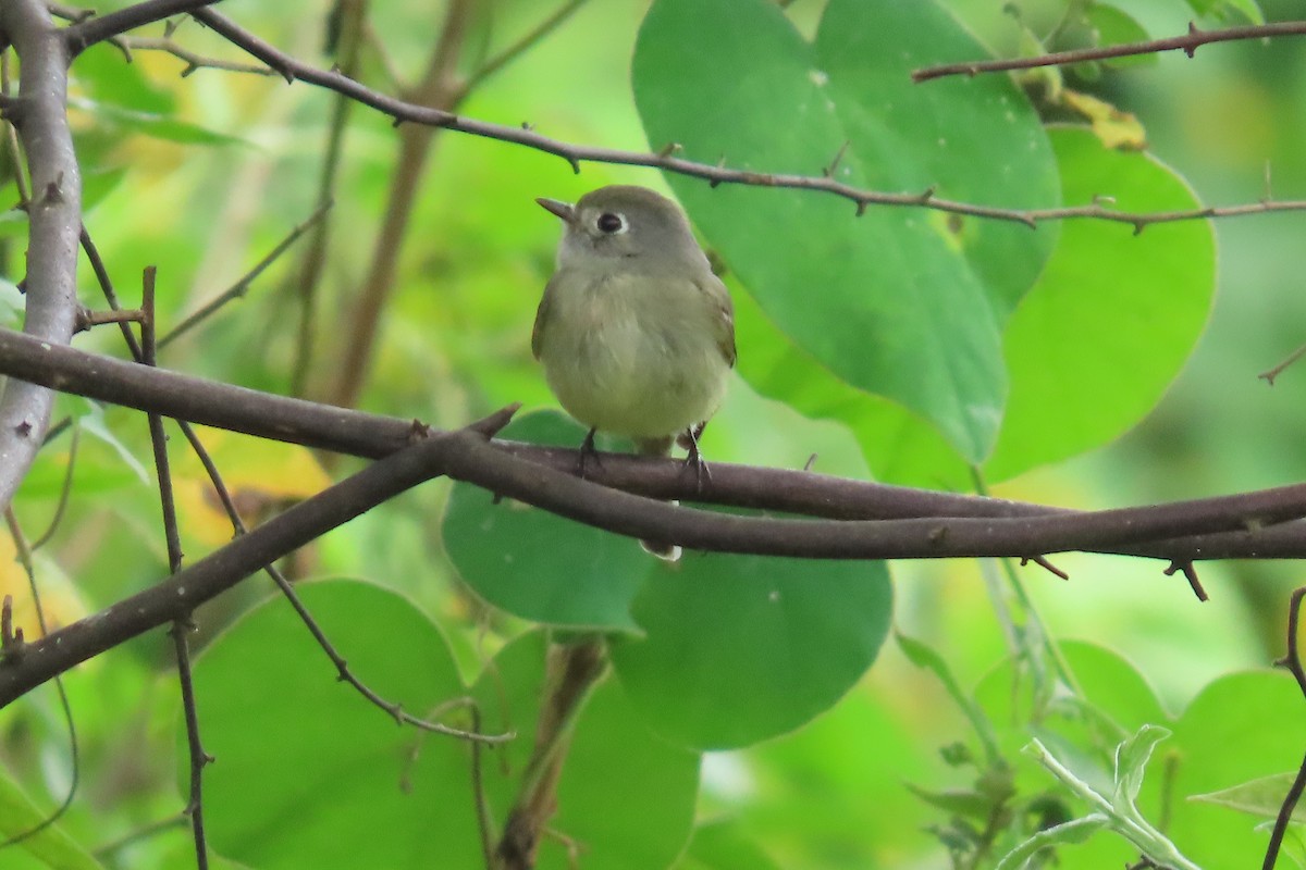 Hammond's Flycatcher - ML647043928