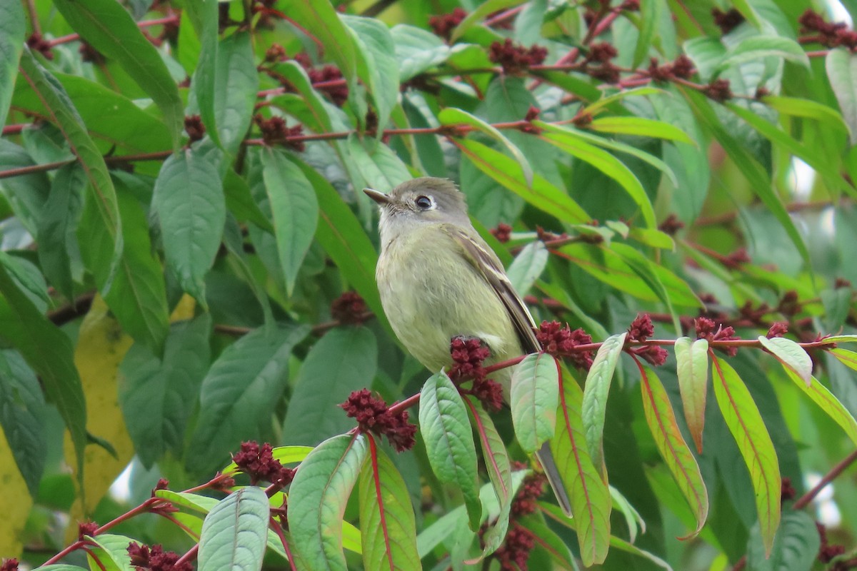 Hammond's Flycatcher - ML647043929