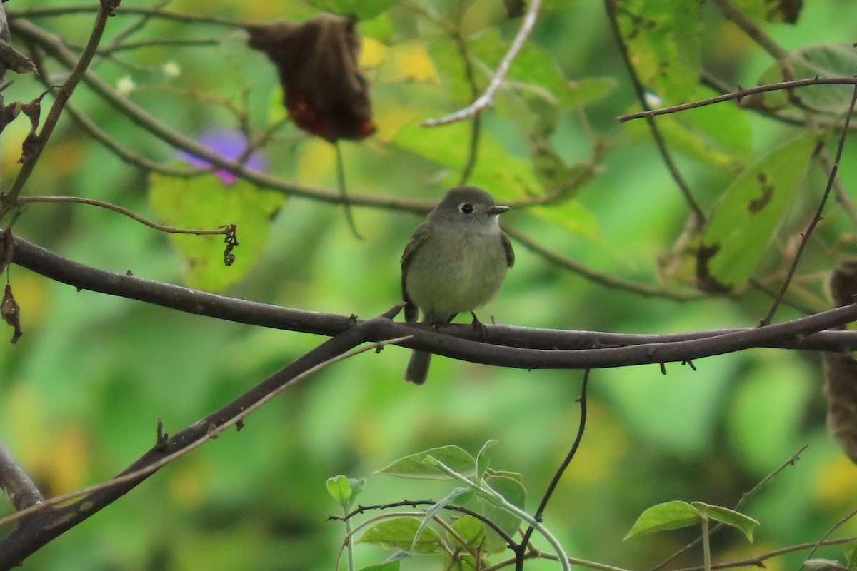 Hammond's Flycatcher - ML647043930