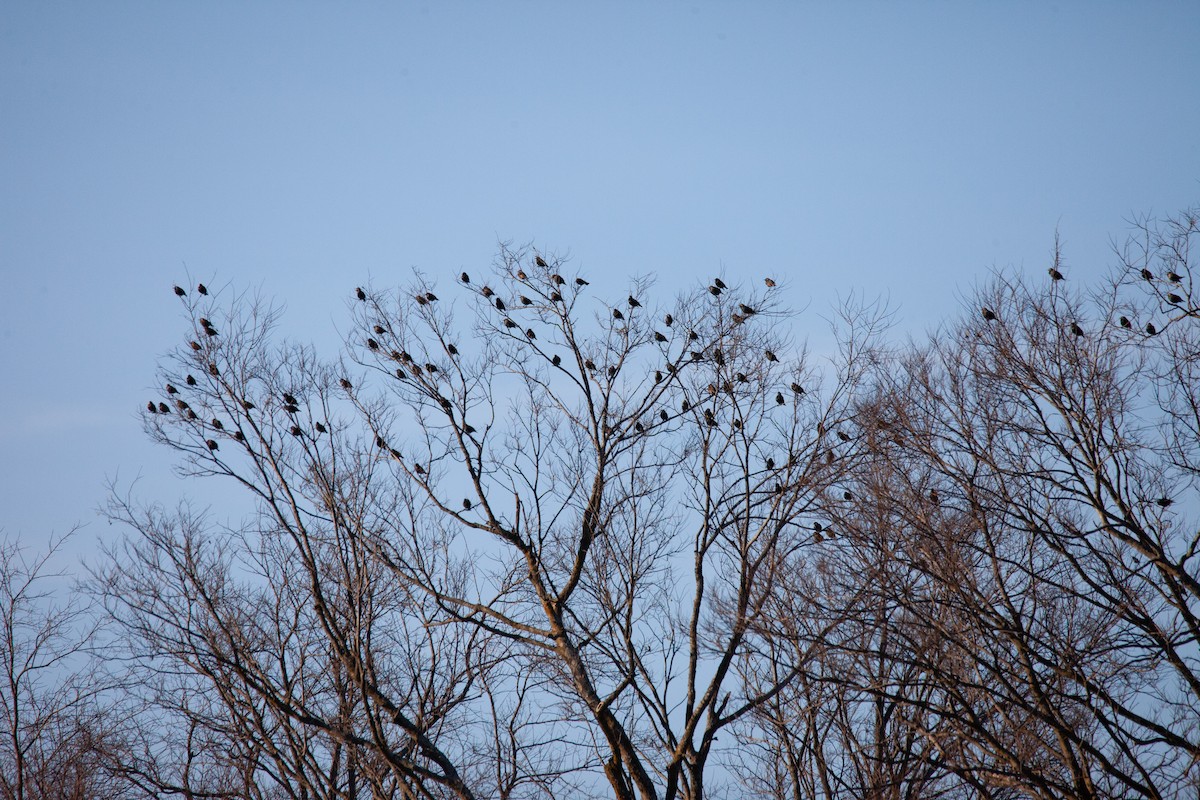 European Starling - ML647043935