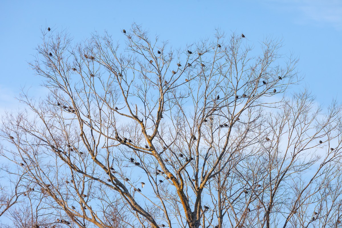 European Starling - ML647043936