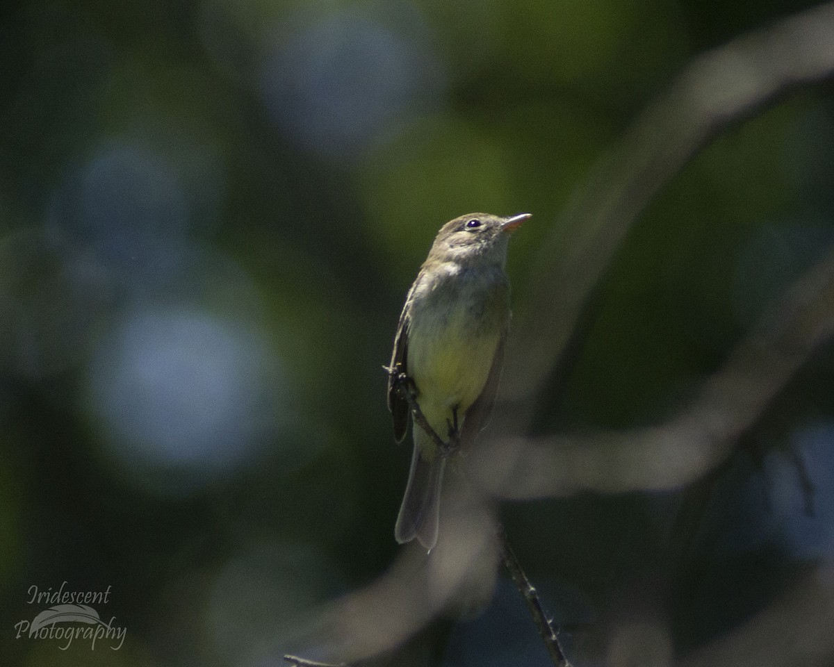 Alder Flycatcher - ML647043938