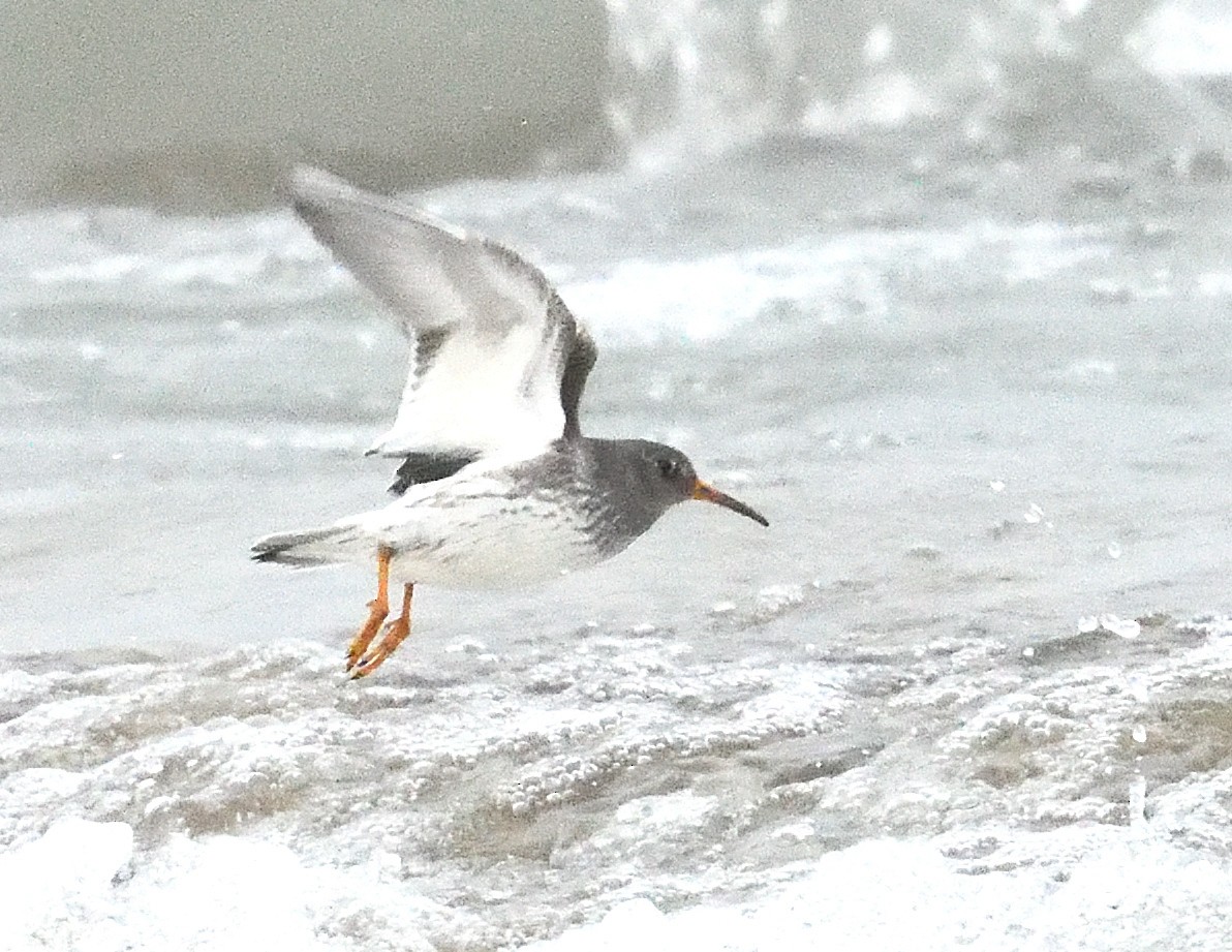 Purple Sandpiper - ML647043941