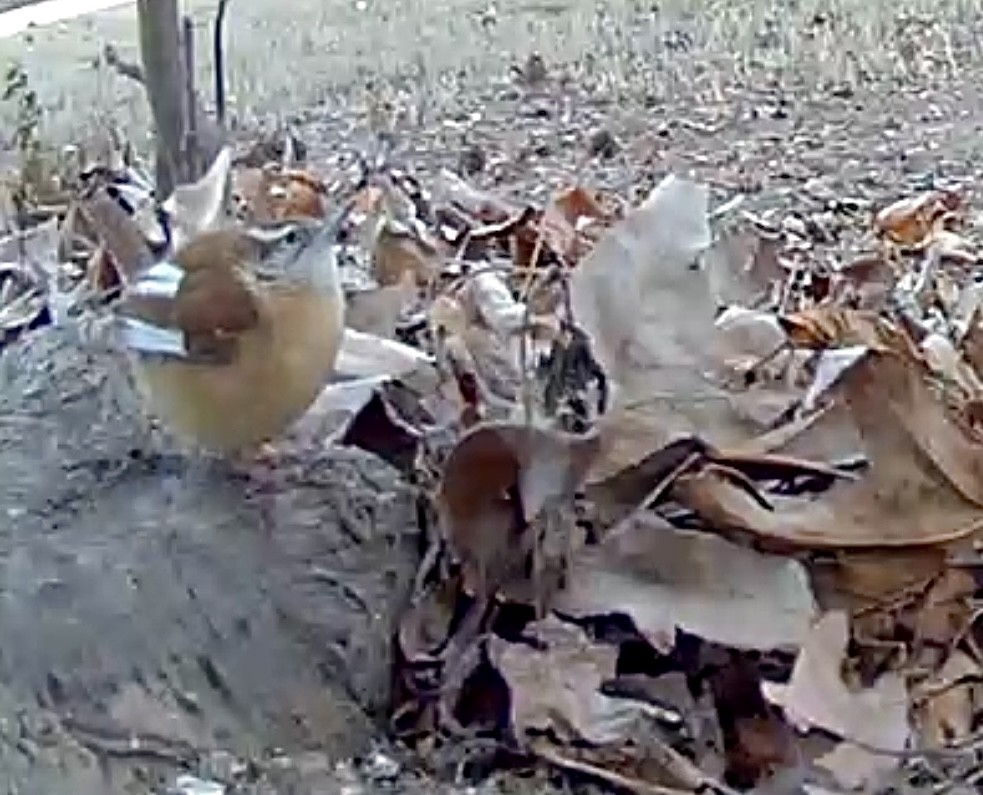 Carolina Wren - ML647043943