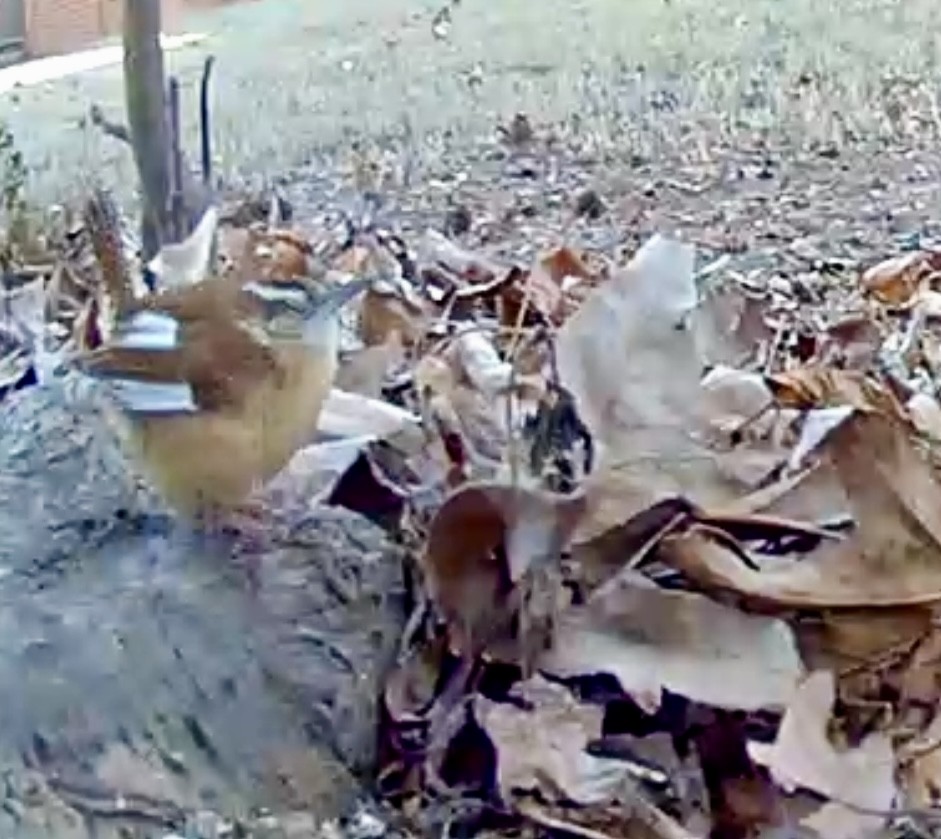 Carolina Wren - ML647043944