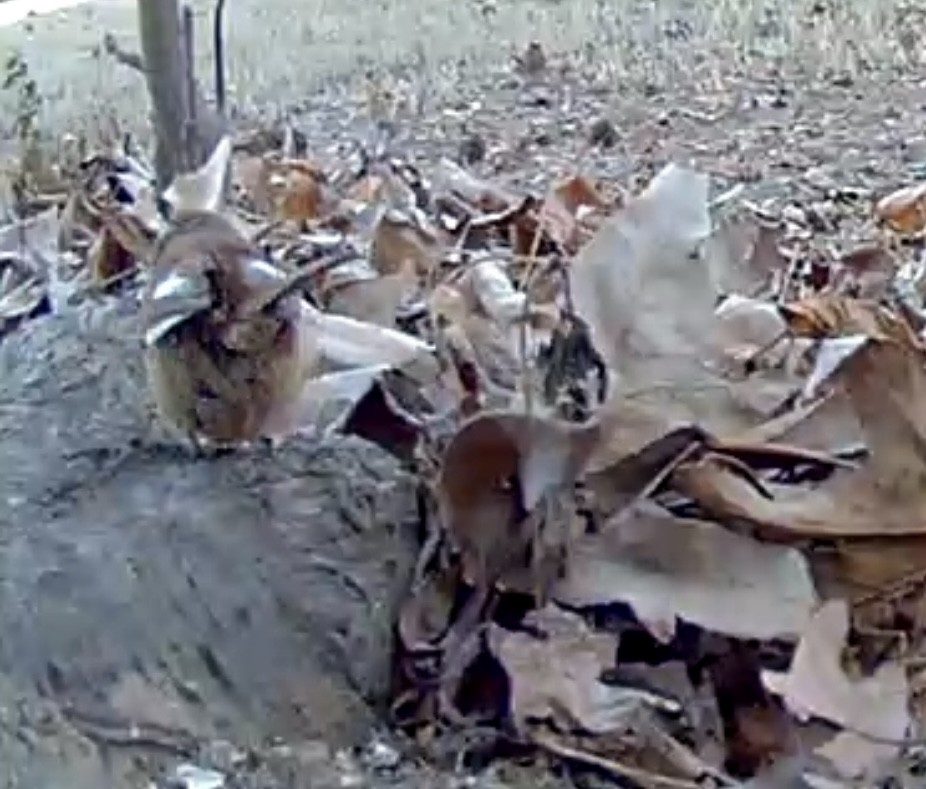 Carolina Wren - ML647043945