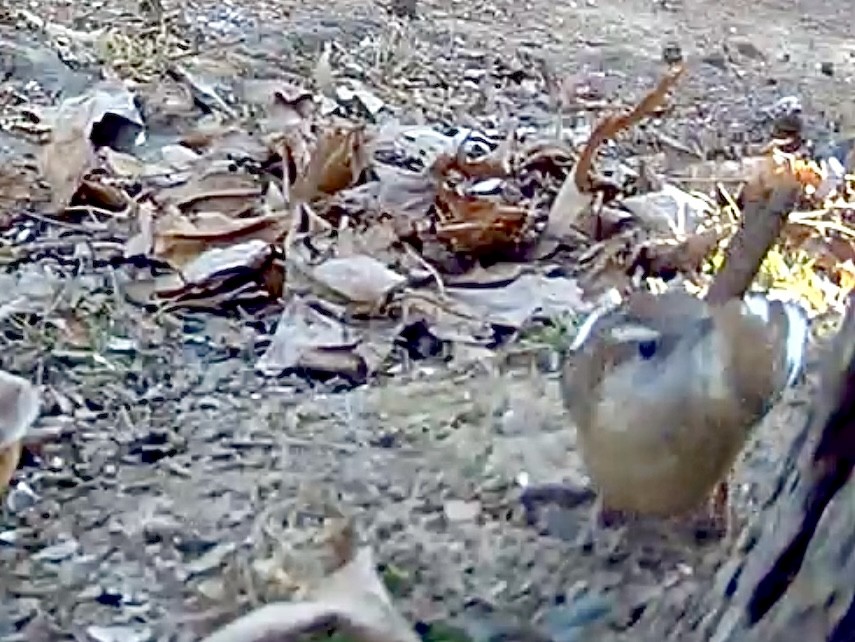 Carolina Wren - ML647043946