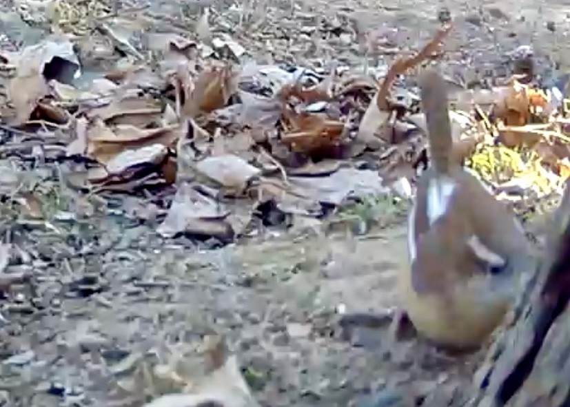 Carolina Wren - ML647043947