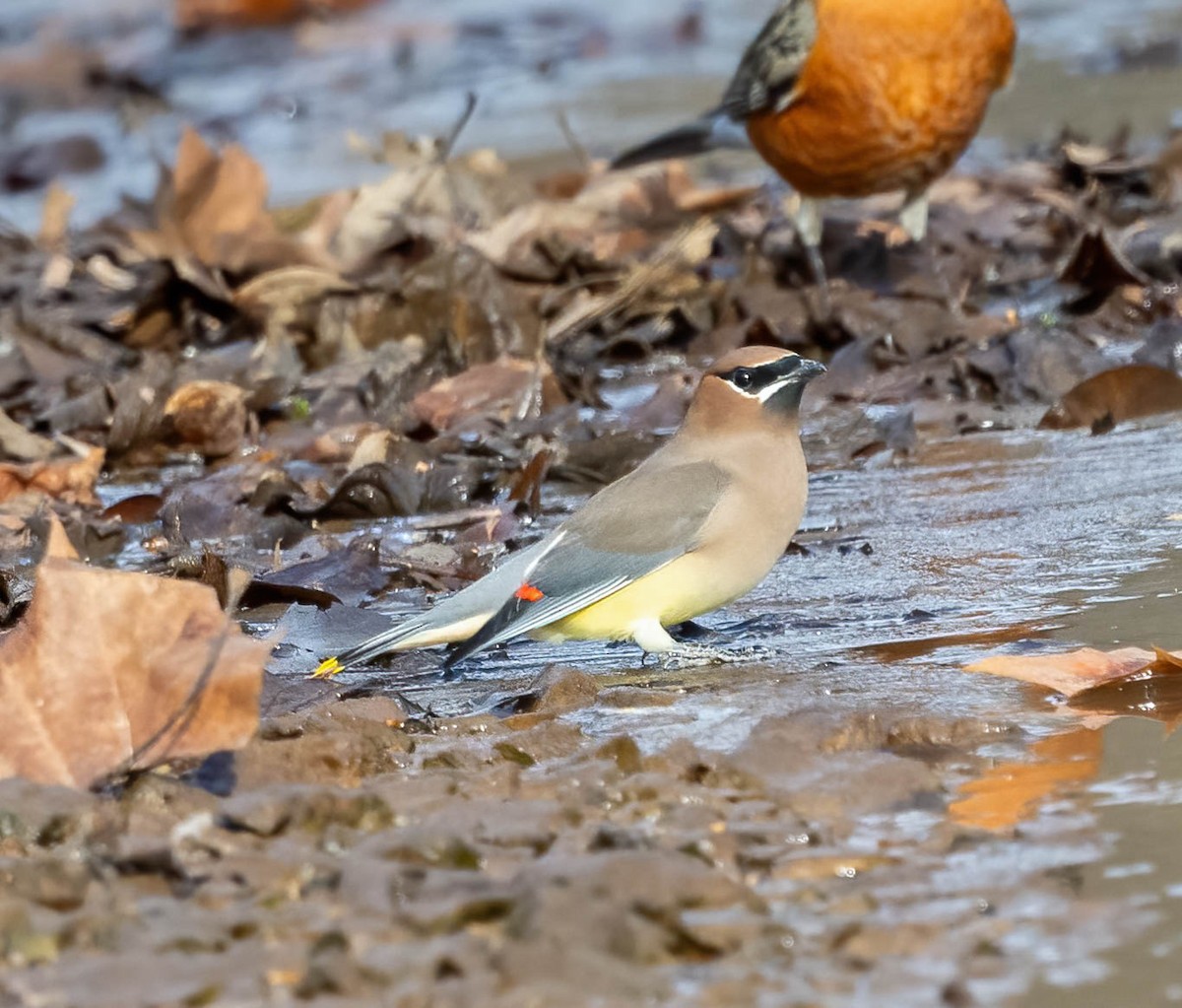 ヒメレンジャク - ML647043948