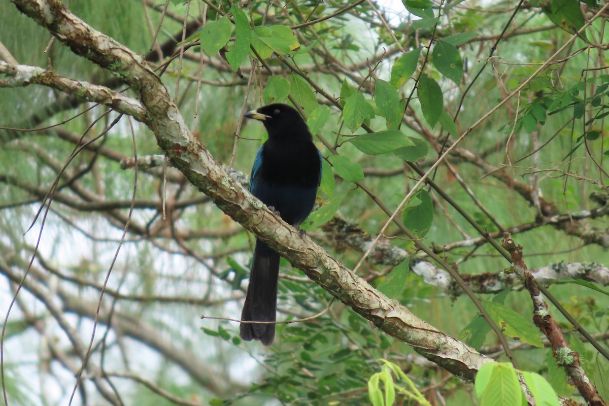 Bushy-crested Jay - ML647043949