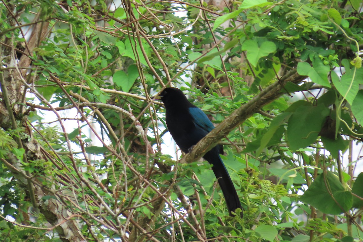 Bushy-crested Jay - ML647043950
