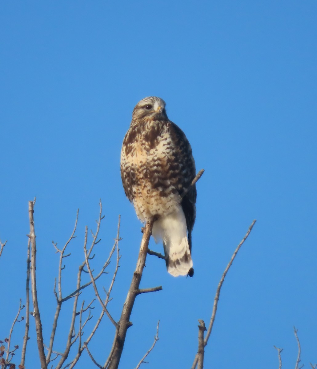 Rough-legged Hawk - ML647043953